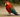 Why is my bird standing on one leg?