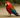 Why is my bird standing on one leg?