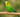 Are dowel perches safe for birds?